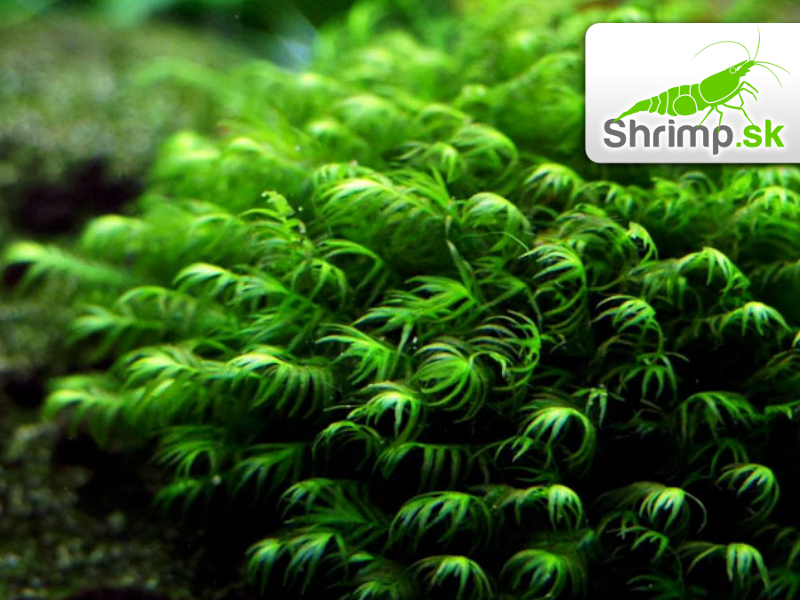 Fissidens Fontanus - Phoenix moss 5 x 5 cm