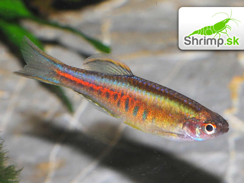 Danio myanmarské - Danio choprae