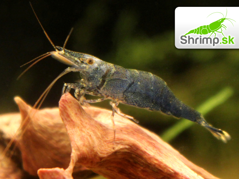 Towuti Tiger Shrimp - Caridina masapi