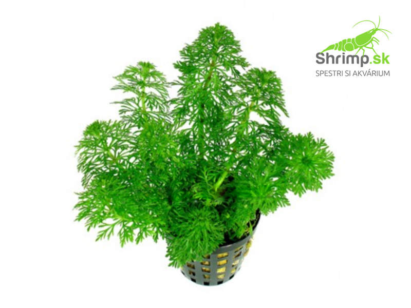 Limnophila sessiliflora - košík