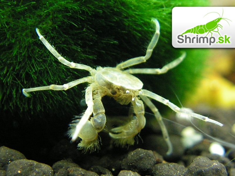 Mikro Krab - Limnopilos naiyanetri