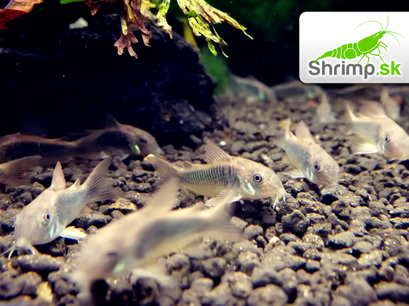 Pancierniček zelený - Corydoras aeneus - schultzei