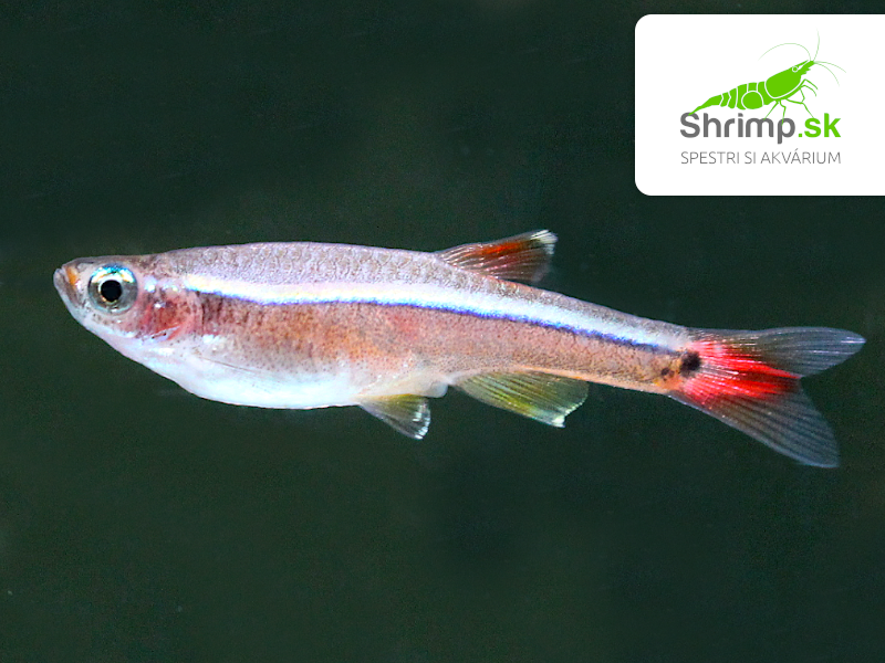 Kardinálka čínska - Tanichthys albonubes