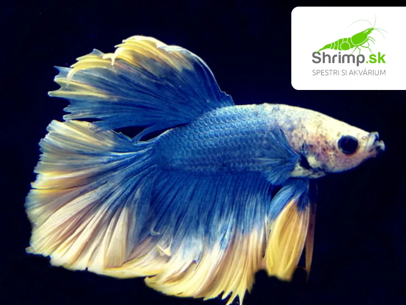 Bojovnica pestrá - samec Halfmoon žlto modrý