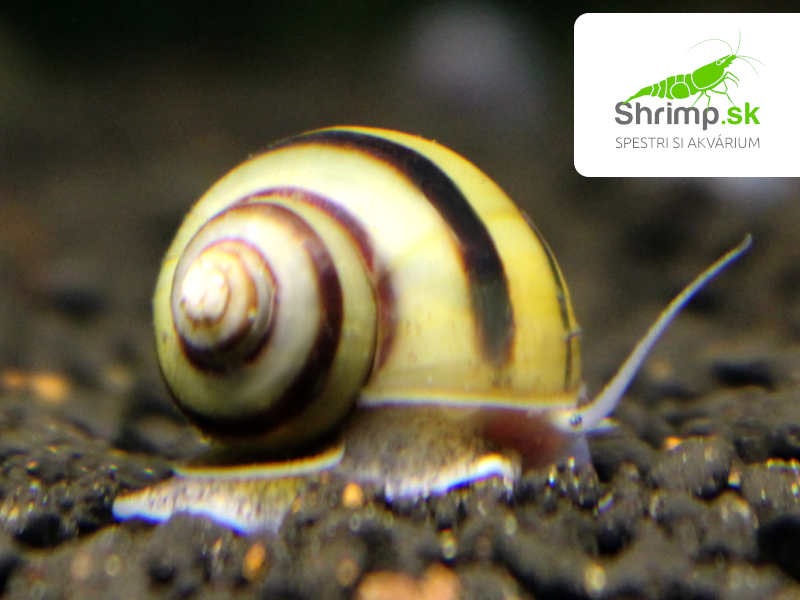 Mini ampulária špirálová - Asolene spixi