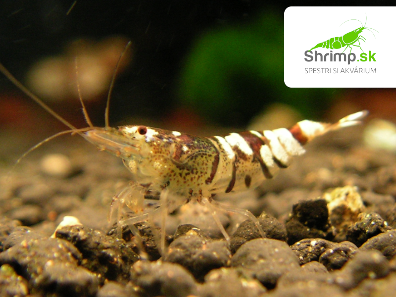 Taitibee - Caridina sp.