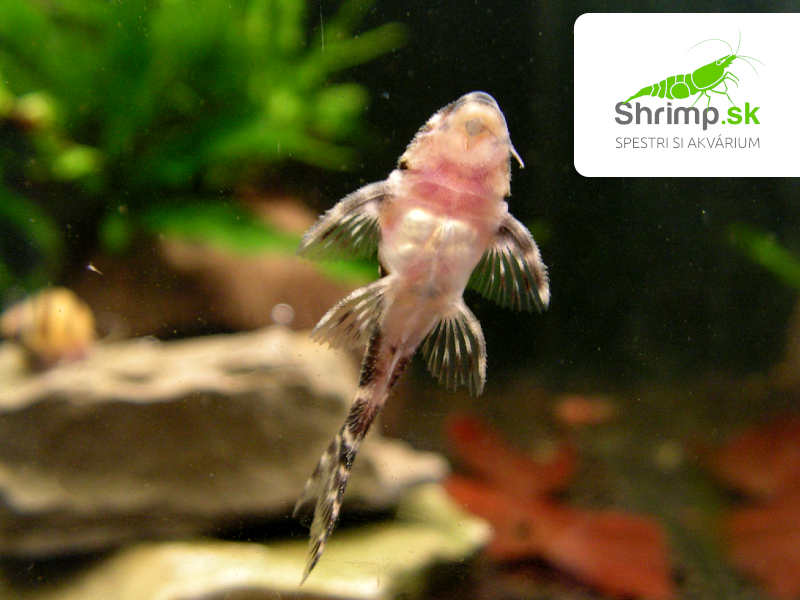 Prísavník King tiger pleco L066 (2-3 cm) - Hypancistrus sp. L066