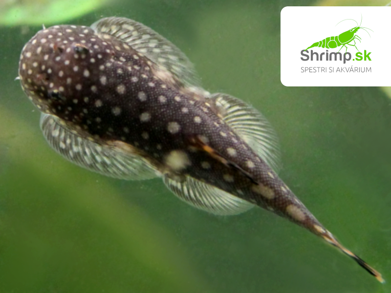 Prísavník hrebenatý - Gastromyzon ctenocephalus