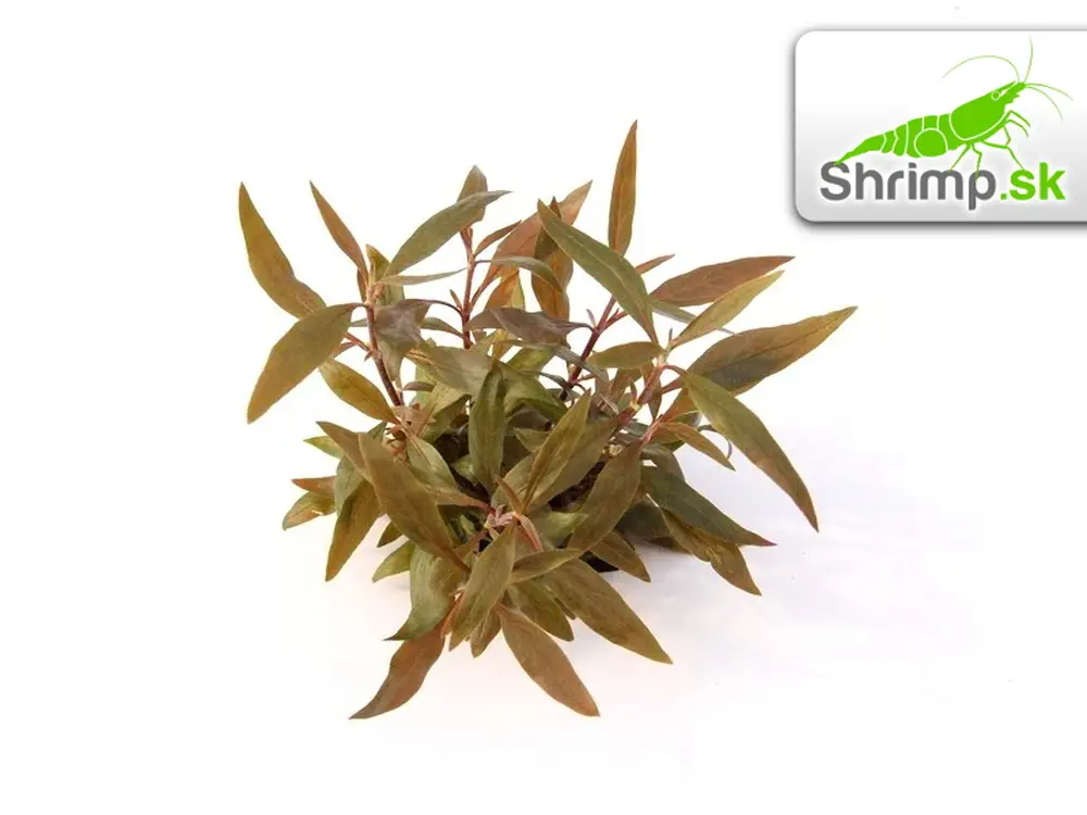 Alternanthera reineckii - košík
