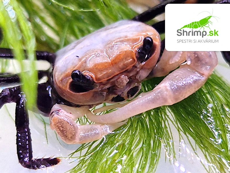 Krab Panda - Lepidothelphusa cognetti
