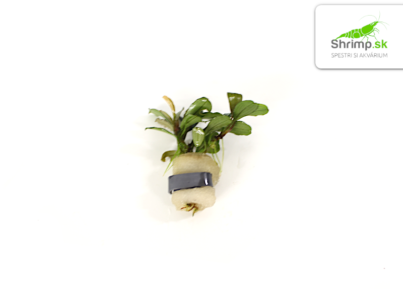 Bucephalandra Kedagang mini - zväzok