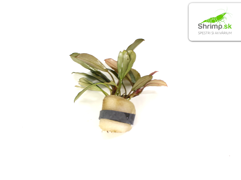 Bucephalandra catherine - zväzok