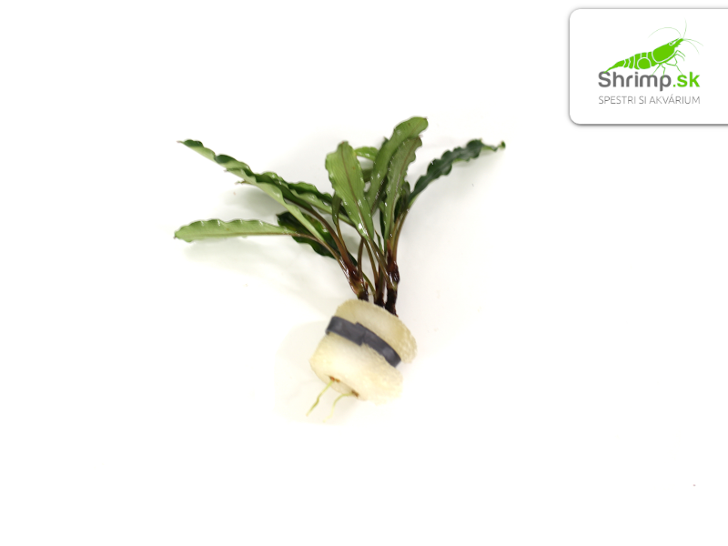 Bucephalandra antyovani - zväzok