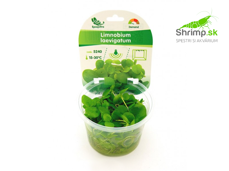 Limnobium laevigatum - in vitro 100 ml