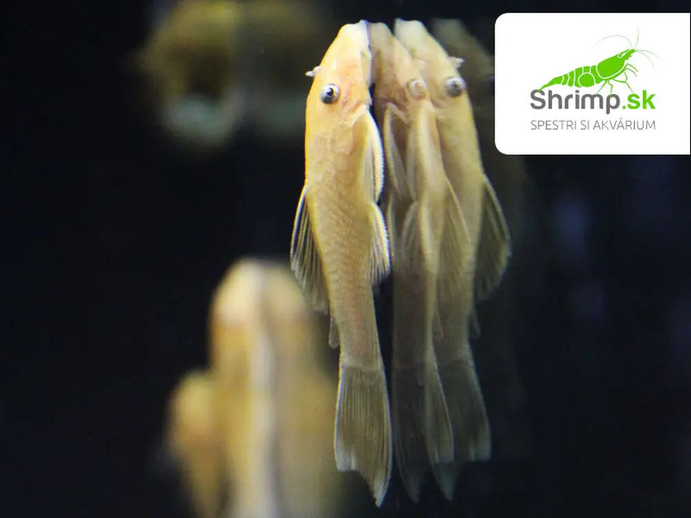 Prísavník L144 - Ancistrus sp. (L144)