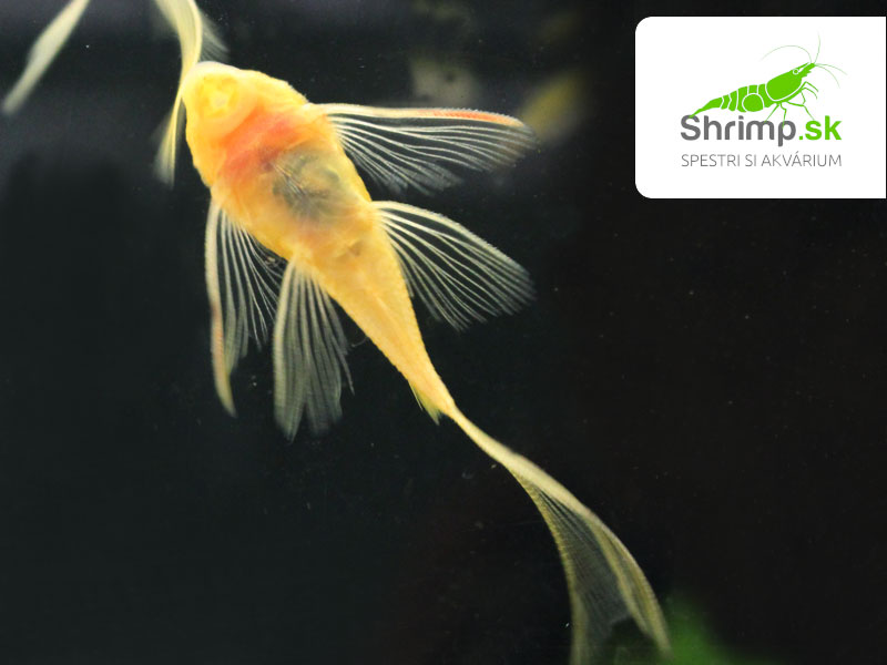 Prísavník L144 Long fin - Ancistrus sp. (L144 Long fin)