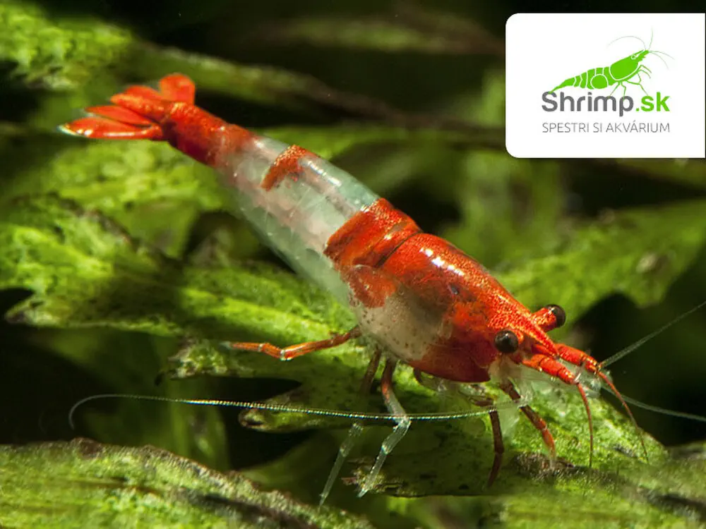 Red Rili 20 ks - Neocaridina davidi