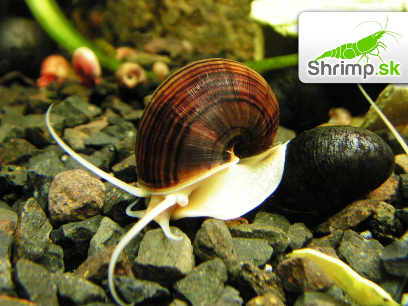 Slimák Ampulária hnedá - Ampullaria australis