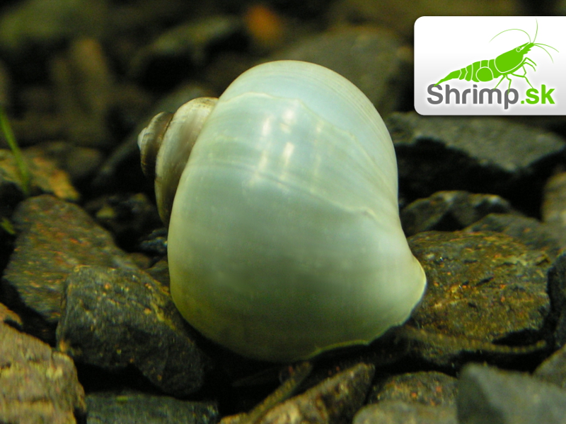 Slimák Ampulária modrá - Ampullaria australis