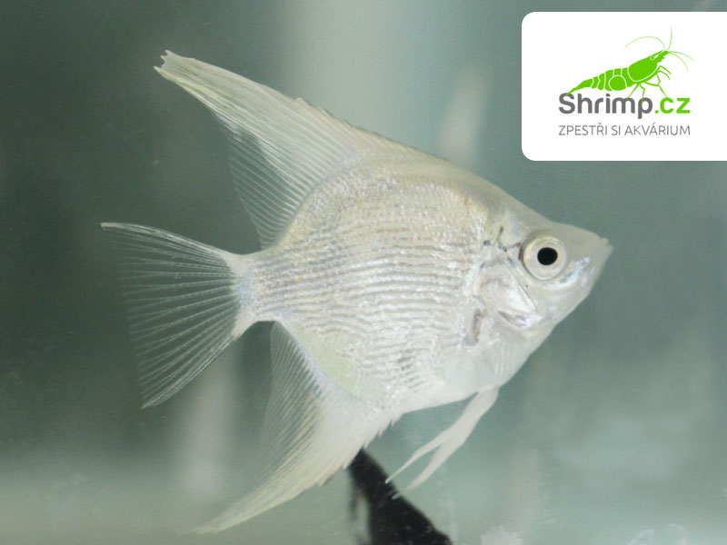 Skalár amazonský - Platinum white