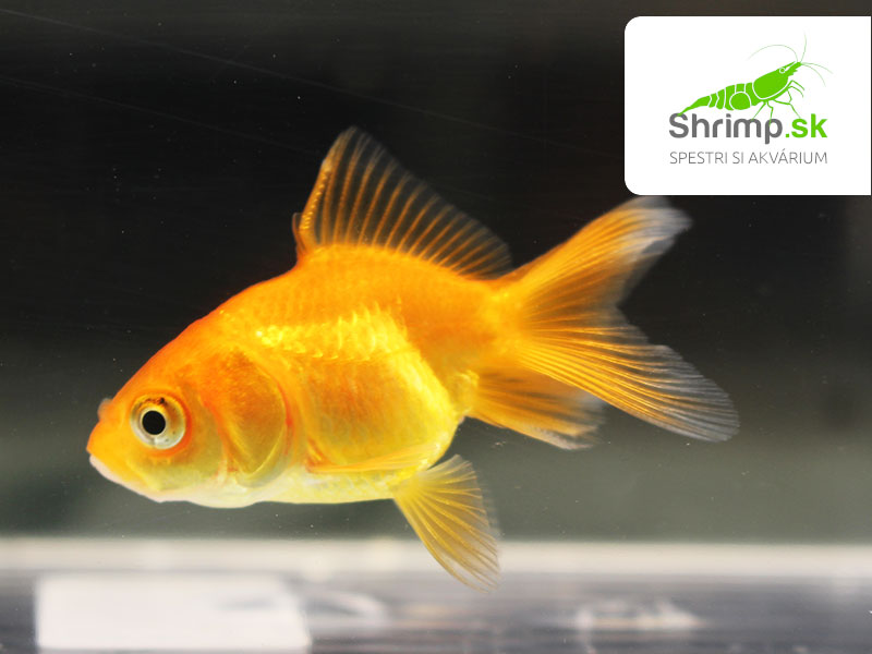 Závojnatka Red oranda - Carassius auratus