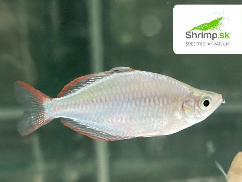 Dúhovka (Aterínka) diamantová 2-4 cm- Melanotaenia praecox