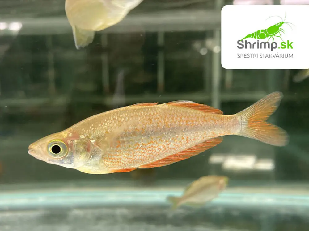 Dúhovka (Aterínka) lososová - Glossolepis incisus