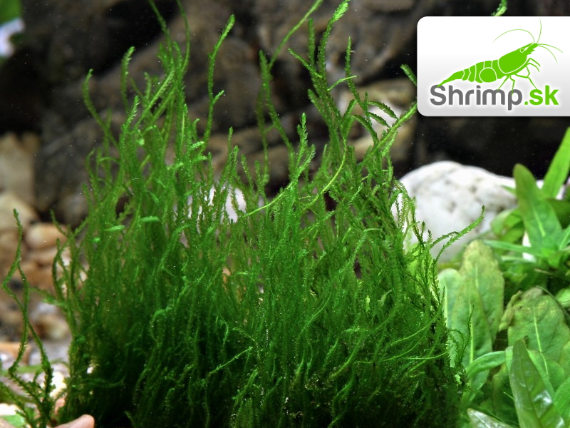 Flame Moss - Taxiphyllum spec.- in vitro 100 ml