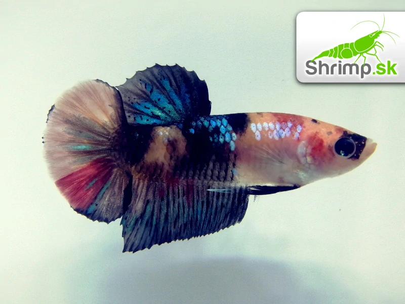 Bojovnica pestrá - samica GALAXY SHORT TAIL