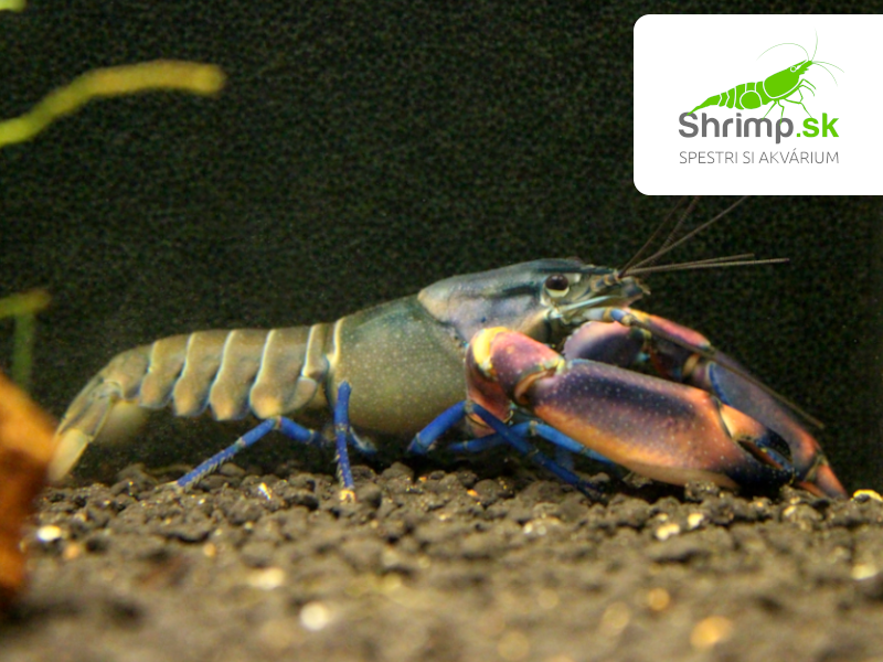 Rak Papua - samec - Cherax boesemani