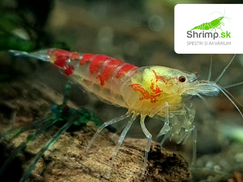 Krevetka Calceo Bee Red Dragon