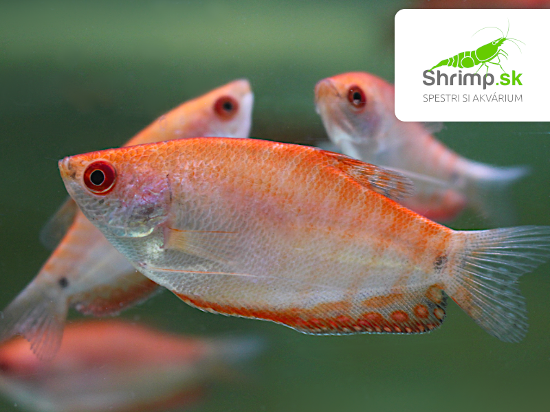 Gurama golden red eye - Trichopodus trichopterus