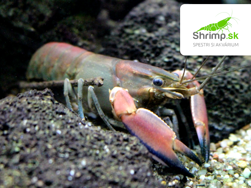 Rak Red Brick - samec - Cherax boesemani