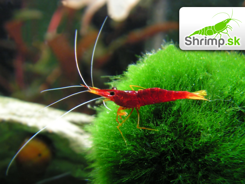 Sulawesi Yellow Nose - Caridina spinata