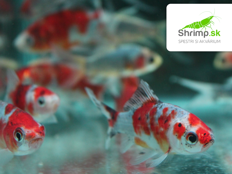 Karas Shubunkin 9-11 cm - Carassius auratus (DO JAZIERKA)