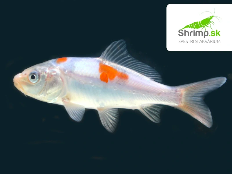 Koi kapor mix A 6-8 cm - Cyprinus carpio