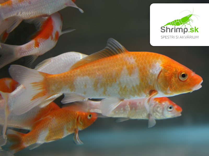 Koi kapor červeno biely 6-8 cm - Cyprinus carpio (DO JAZIERKA)
