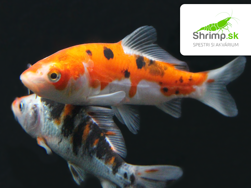 Koi kapor tricolor 6-8 cm - Cyprinus carpio (DO JAZIERKA)