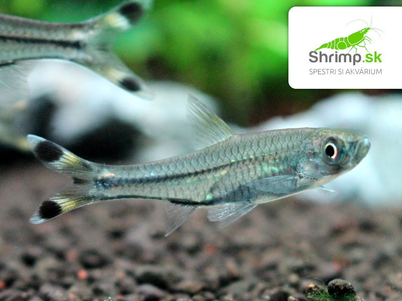 Razbora priesvitná - Rasbora trilineata