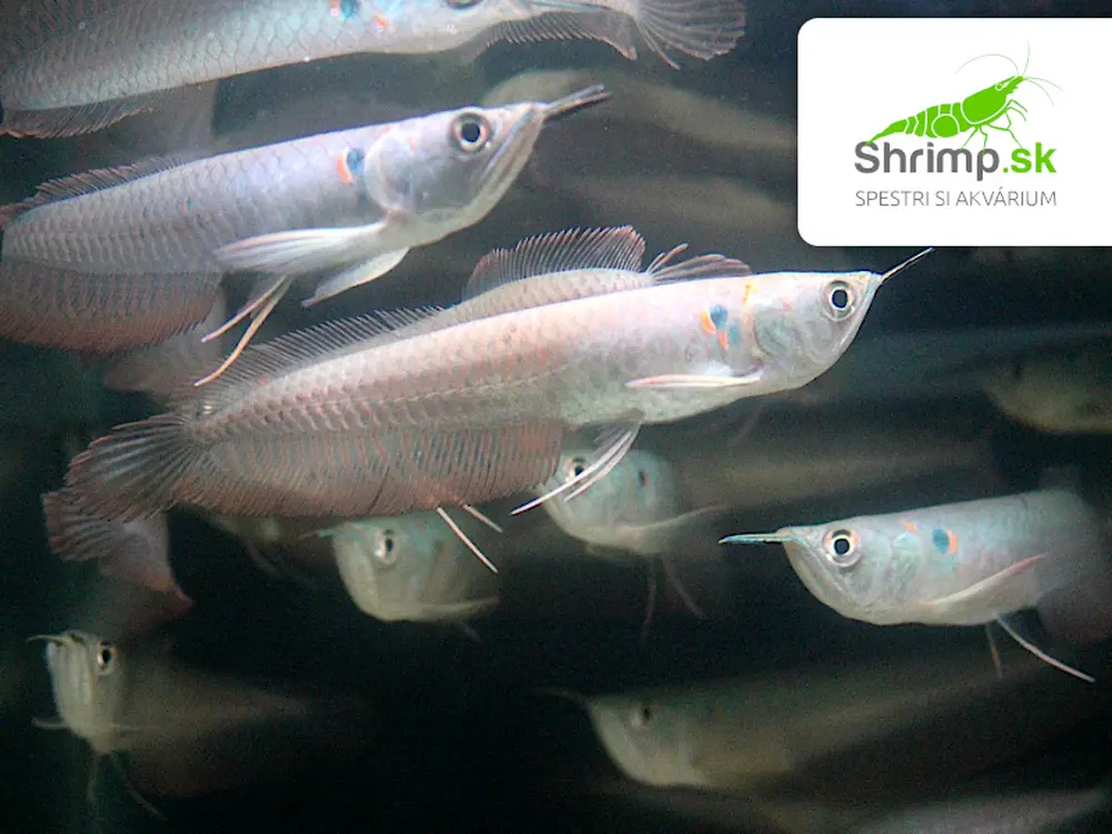 Arowana Silver 10-12 cm