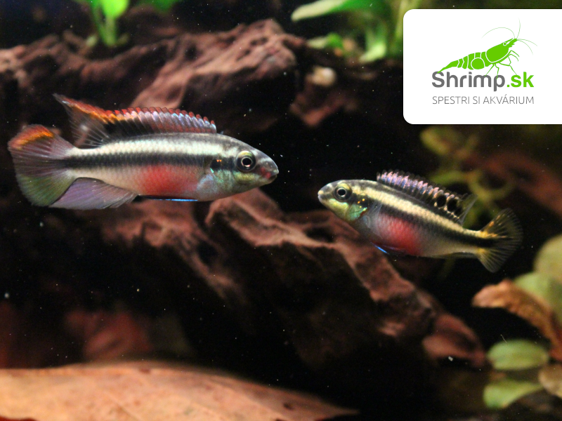 Ostriežik purpurový - Pelvicachromis pulcher