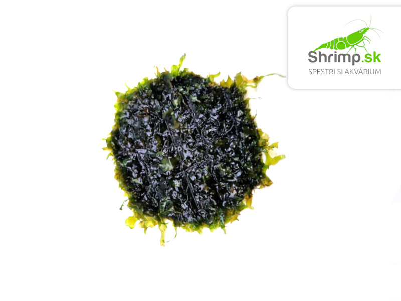 Pellia moss (Monosolenium tennerum) na kokosovej korunke