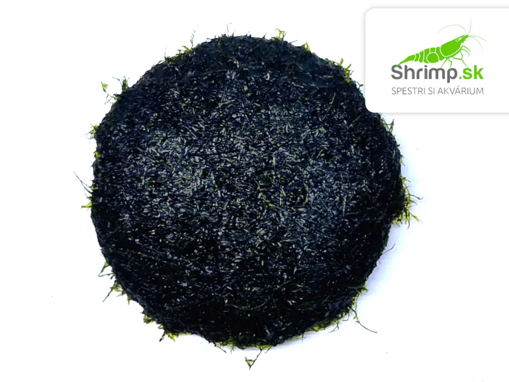 Mach Phoenix moss (Fissidens Fontanus) na kokosovej korunke