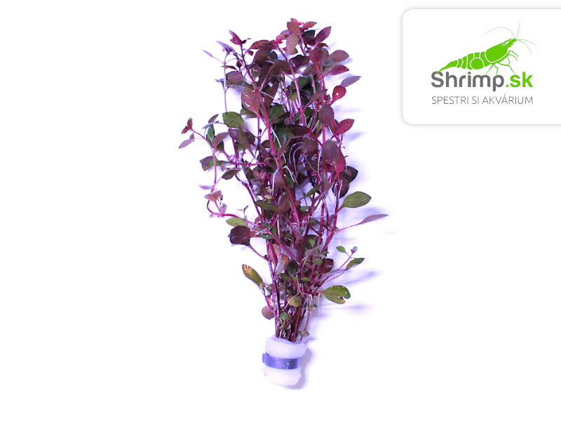 Ludwigia sp. Super Red - zväzok