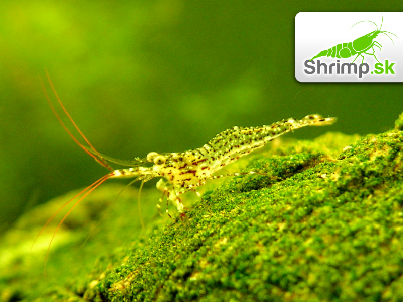 Sulawesi White orchid - Caridina sp.