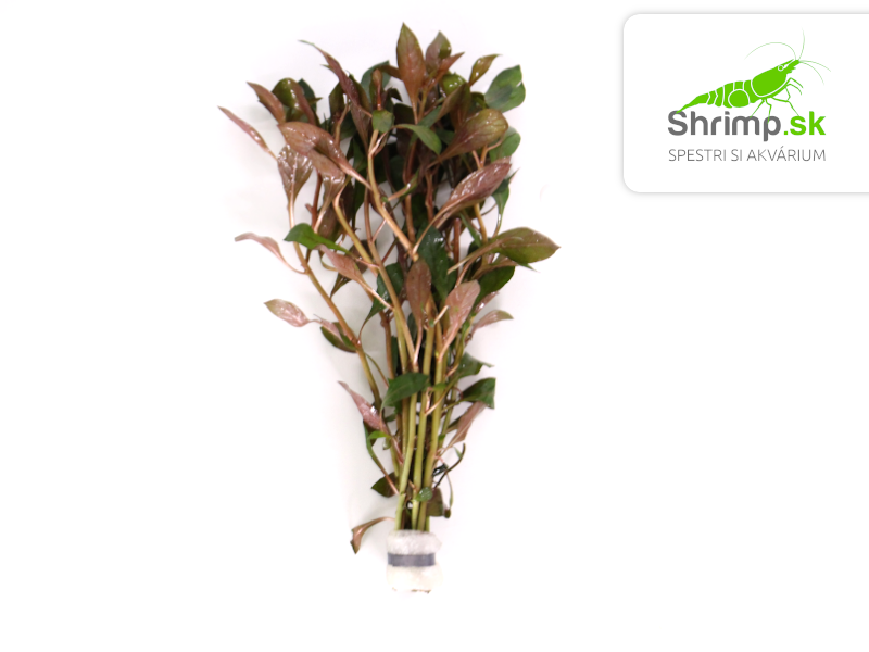 Ludwigia repens Rubin - zväzok