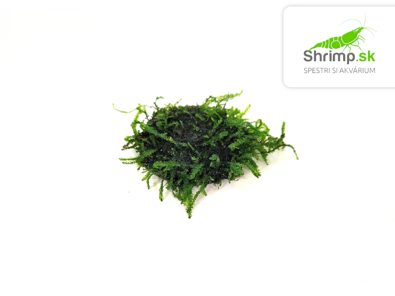 Java Moss (Taxiphyllum barbieri) na kokosovej korunke