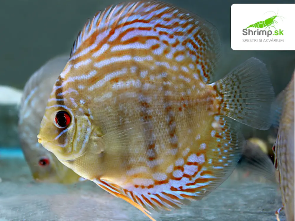 Discus Royal Blue 10-12 cm - Symphysodon discus