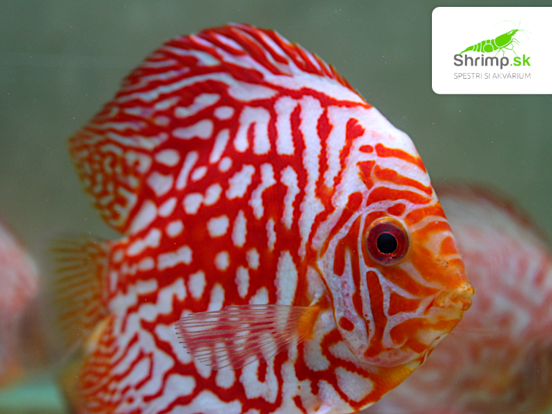Discus Pigeon Checkerboard 7 cm - Symphysodon discus
