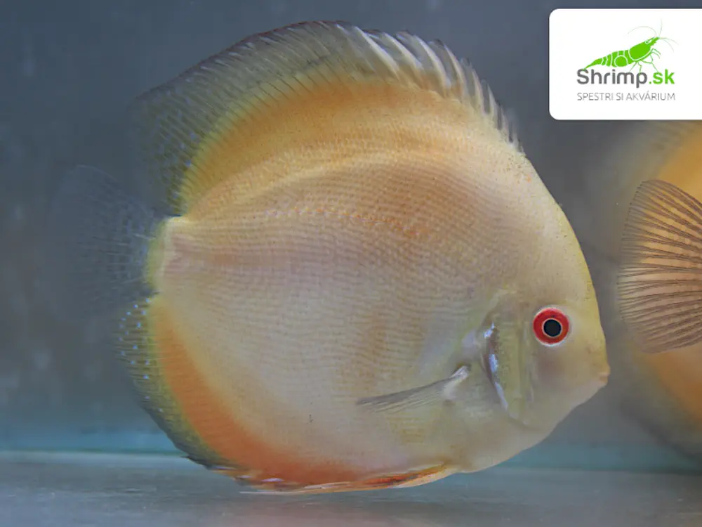 Discus Yellow / Golden Melon 10-12cm - Symphysodon discus